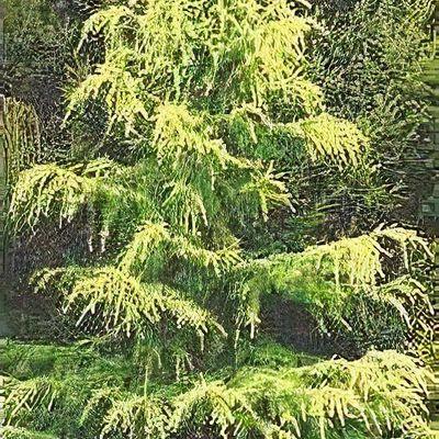 Cedrus Deodara Albo Spica - View 8 from www redcrocus com