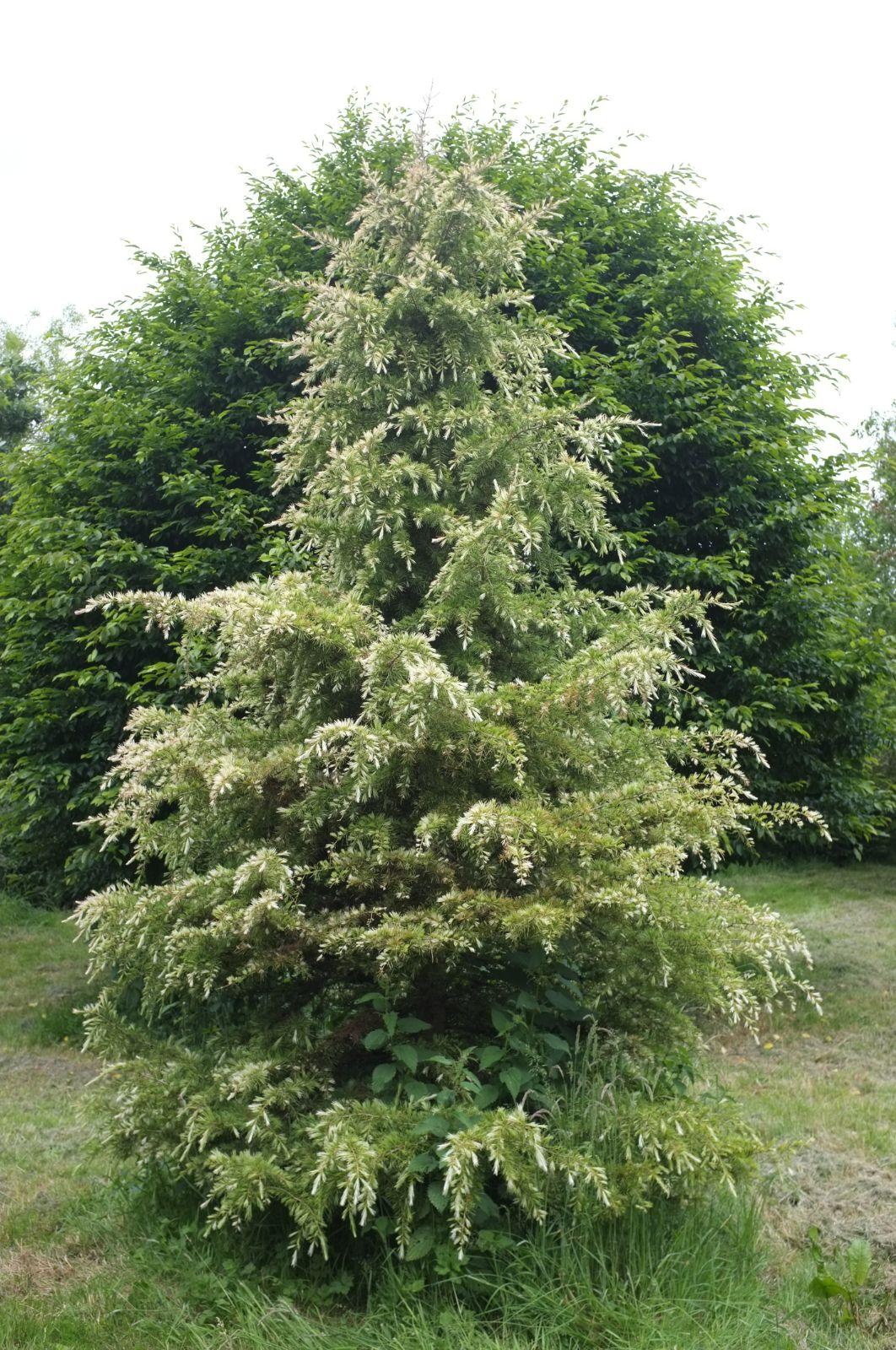 Cedrus Deodara Albo Spica - View 9 from www redcrocus com