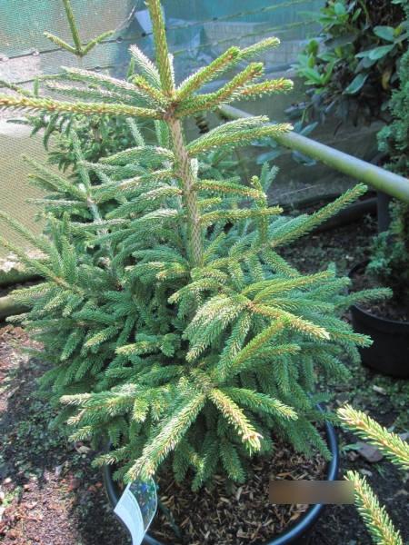 Picea Orientalis Gowdy - View 10 from www redcrocus com