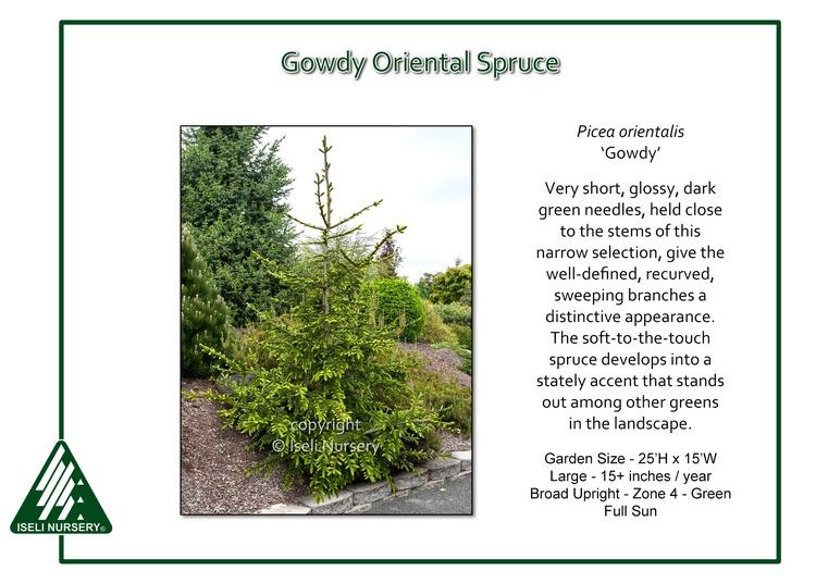Picea Orientalis Gowdy - View 12 from www redcrocus com