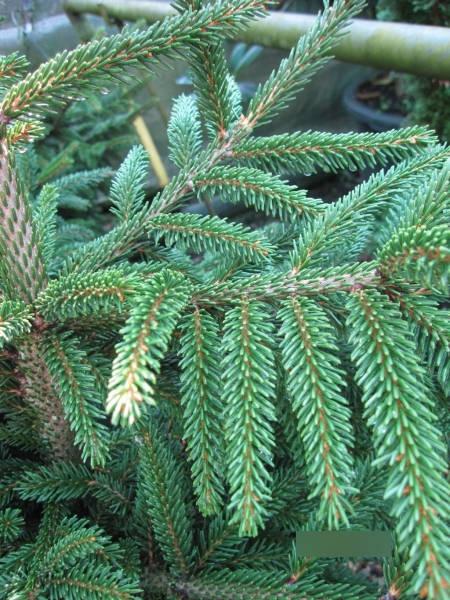 Picea Orientalis Gowdy - View 16 from www redcrocus com