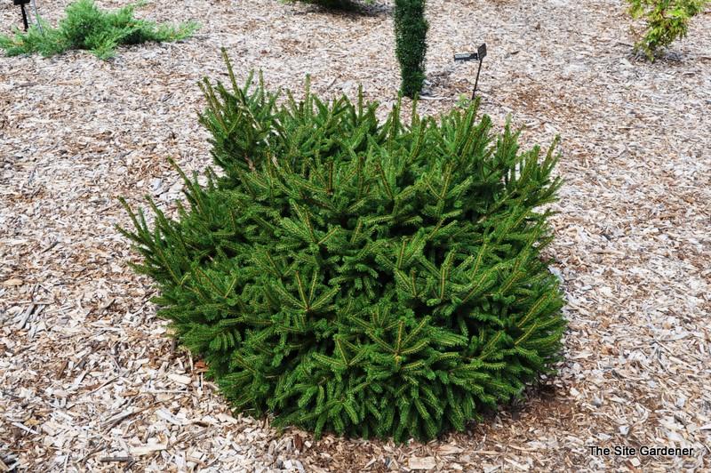 Picea Orientalis Gowdy - View 7 from www redcrocus com