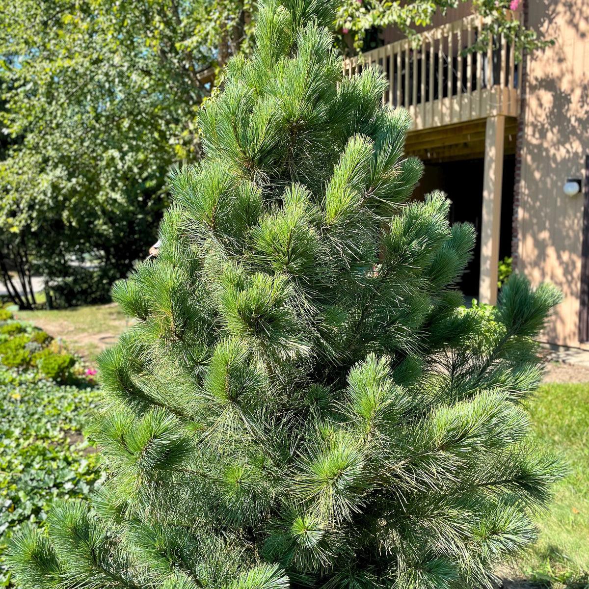 Pinus Flexilis 'vanderwolf's Pyramid' - View 10 from www redcrocus com