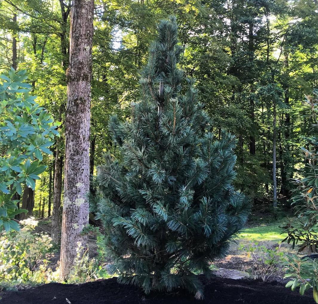 Pinus Flexilis 'vanderwolf's Pyramid' - View 11 from www redcrocus com