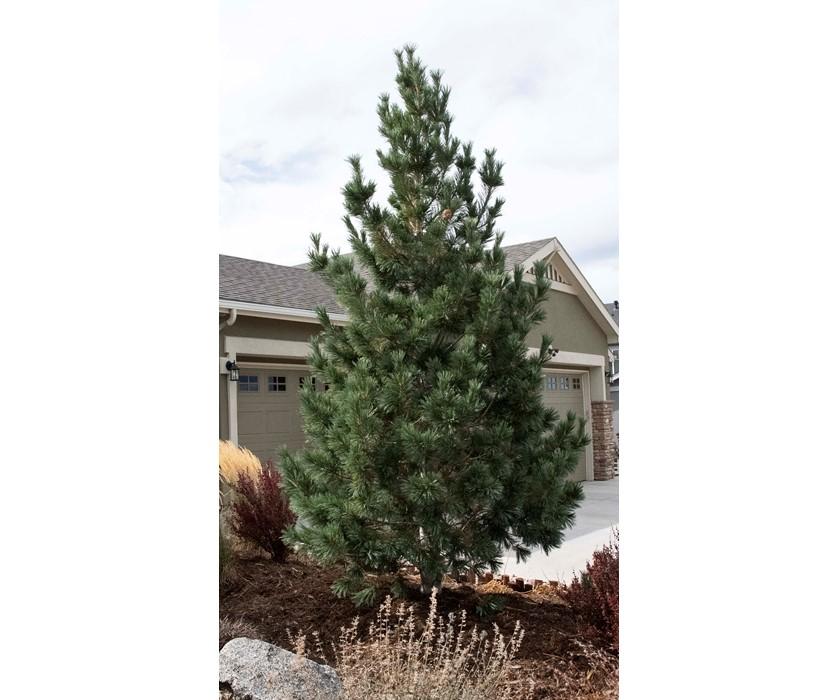 Pinus Flexilis 'vanderwolf's Pyramid' - View 12 from www redcrocus com