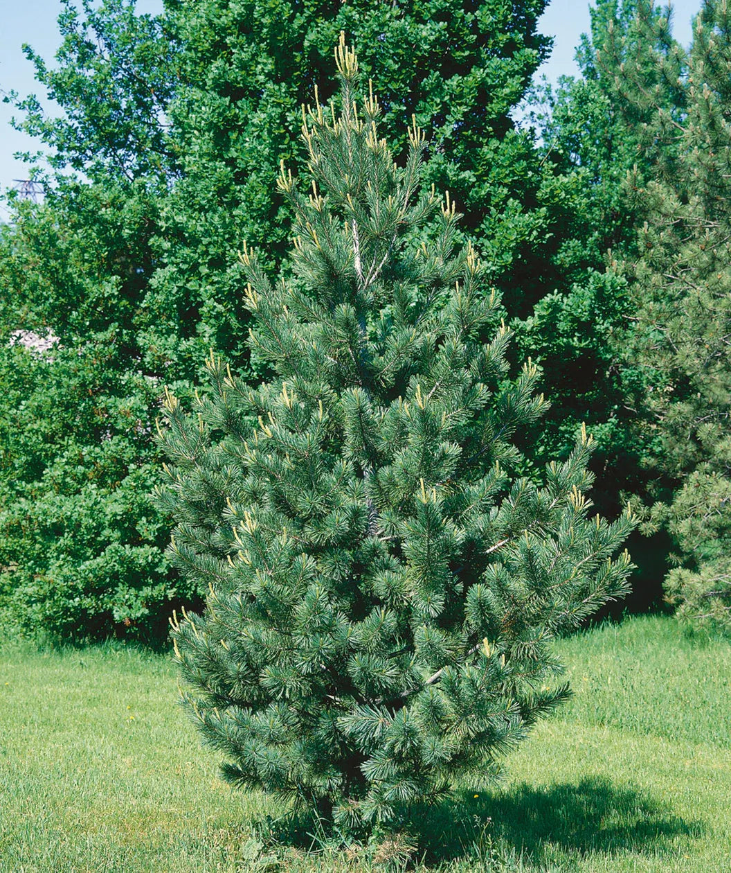 Pinus Flexilis 'vanderwolf's Pyramid' - View 15 from www redcrocus com