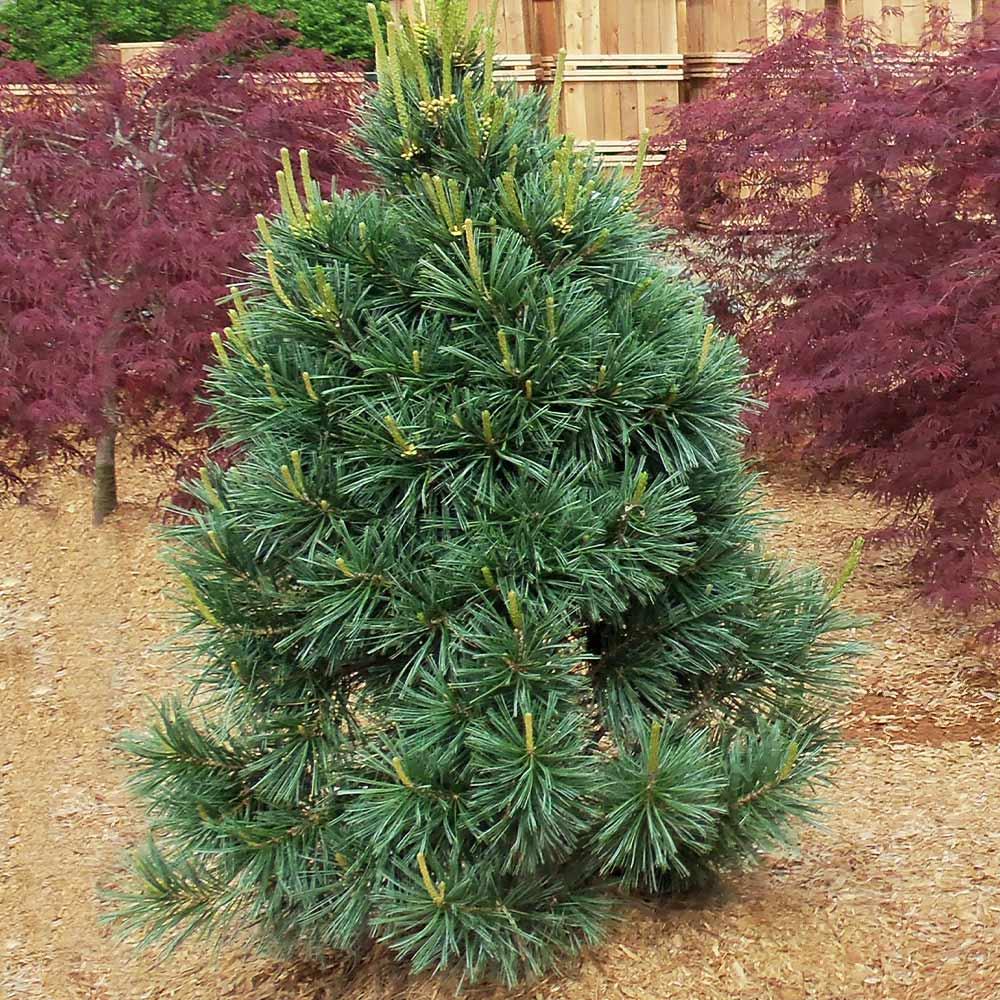Pinus Flexilis 'vanderwolf's Pyramid' - View 16 from www redcrocus com