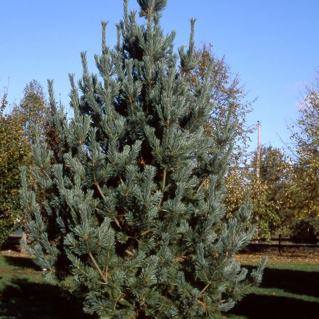 Pinus Flexilis 'vanderwolf's Pyramid' - View 17 from www redcrocus com