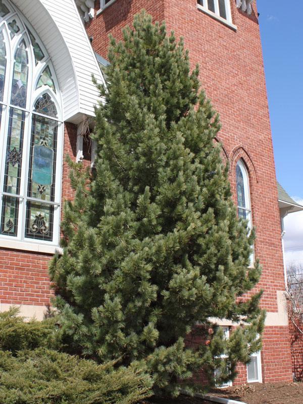 Pinus Flexilis 'vanderwolf's Pyramid' - View 3 from www redcrocus com