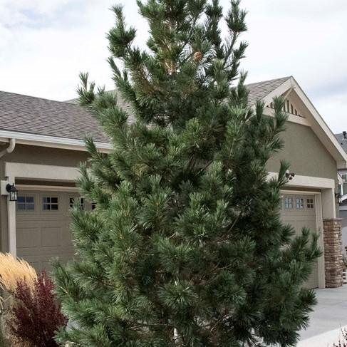 Pinus Flexilis 'vanderwolf's Pyramid' - View 6 from www redcrocus com