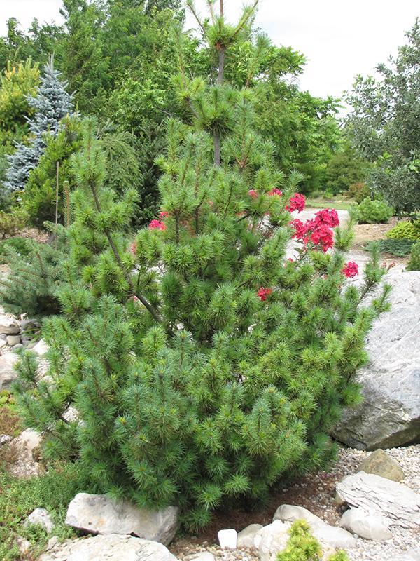 Pinus Strobus Diggy - View 13 from www redcrocus com