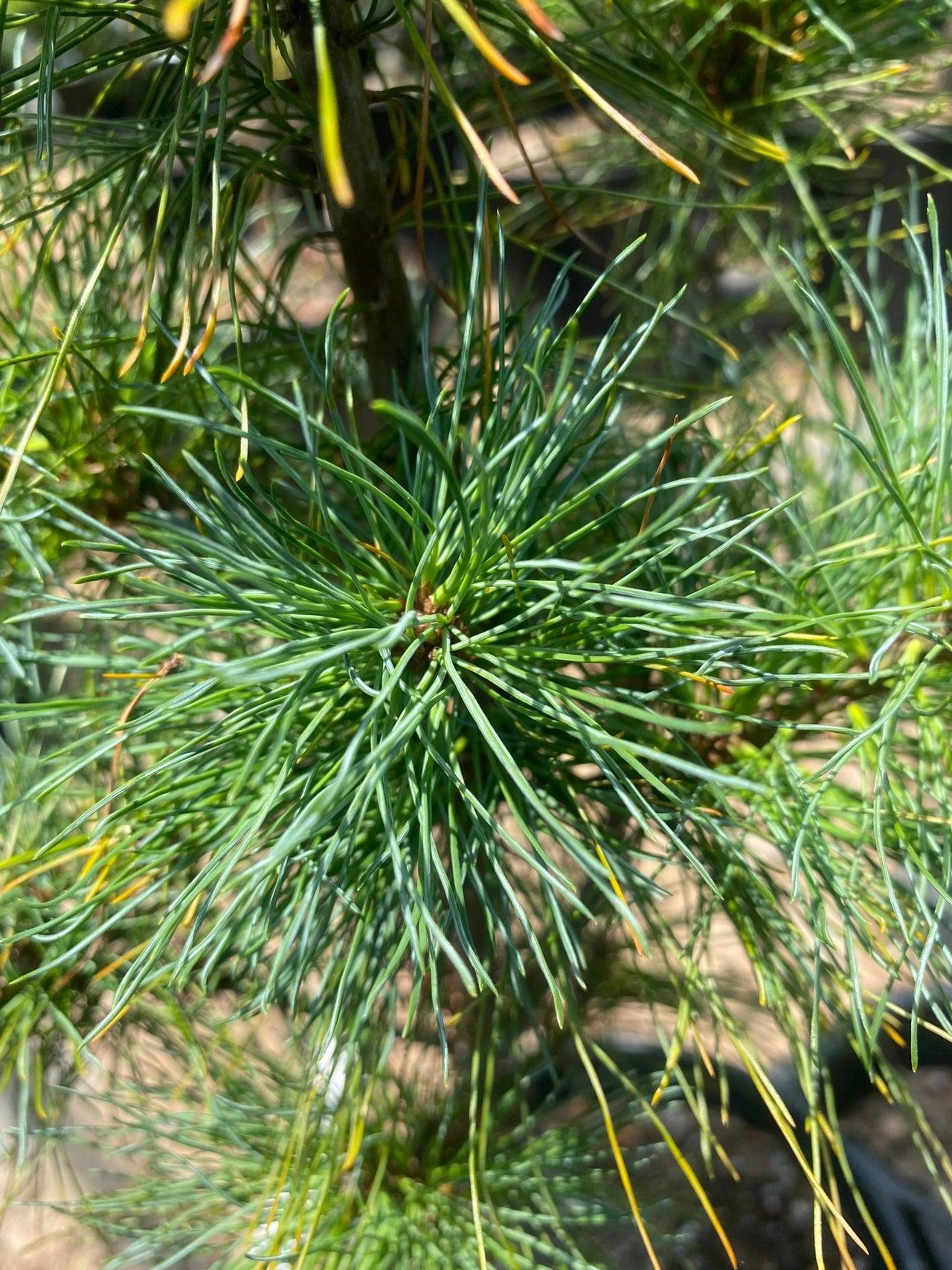 Pinus Strobus Diggy - View 5 from www redcrocus com