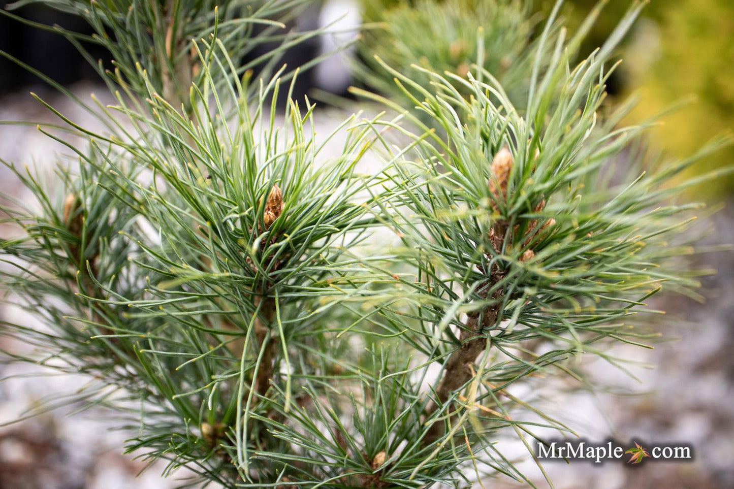 Pinus Strobus Diggy - View 8 from www redcrocus com