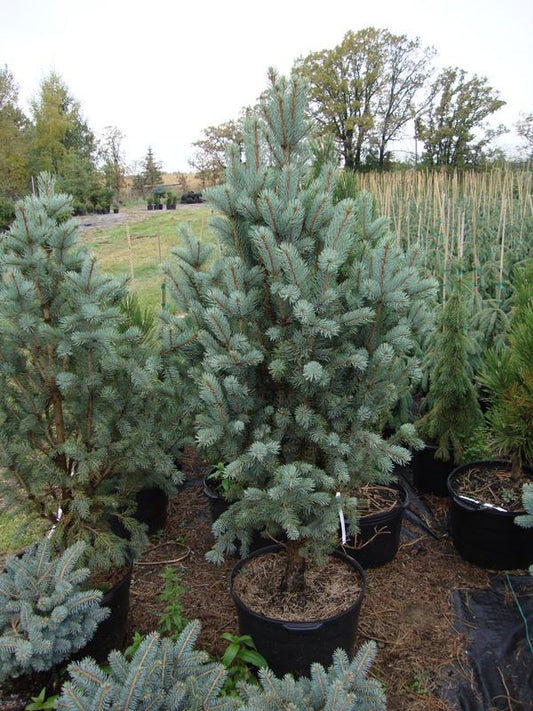 Picea Pungens Fastigiata - View 10 from www redcrocus com