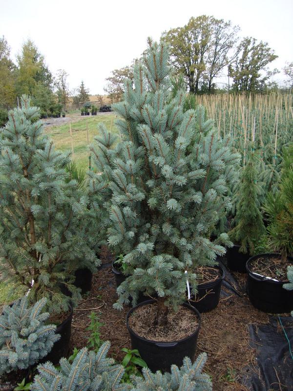 Picea Pungens Fastigiata - View 10 from www redcrocus com