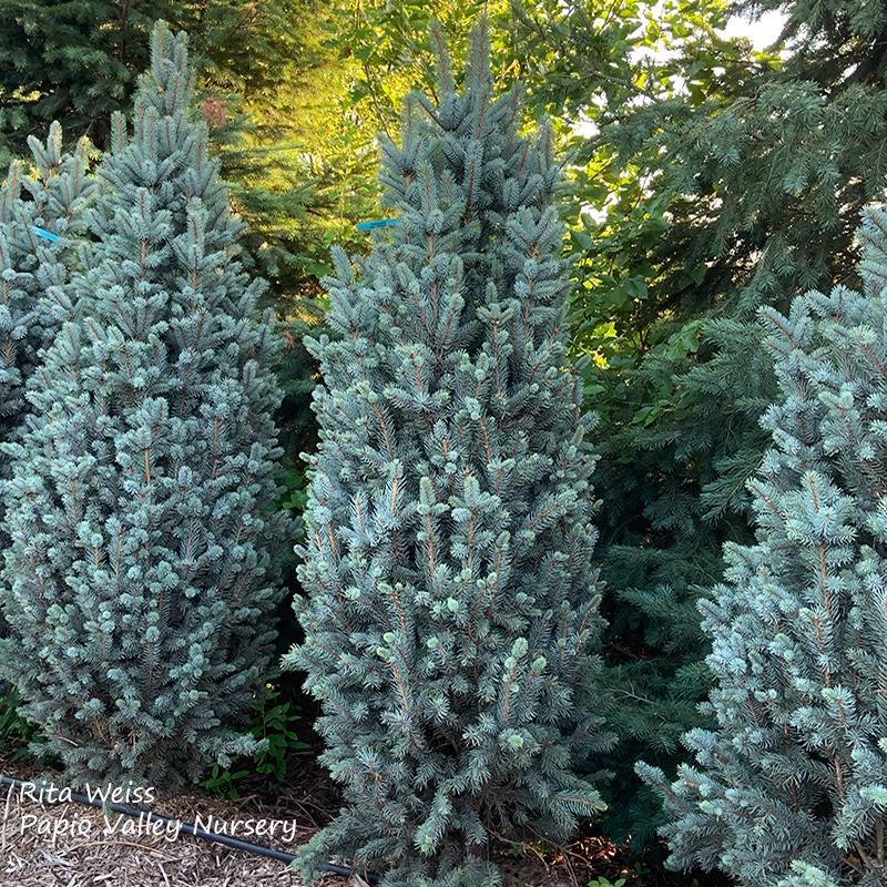 Picea Pungens Fastigiata - View 2 from www redcrocus com