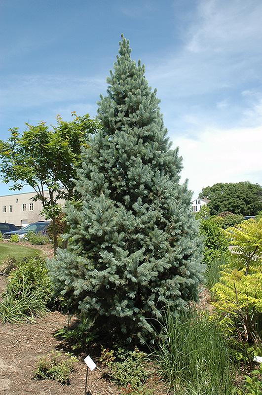 Picea Pungens Fastigiata - View 3 from www redcrocus com