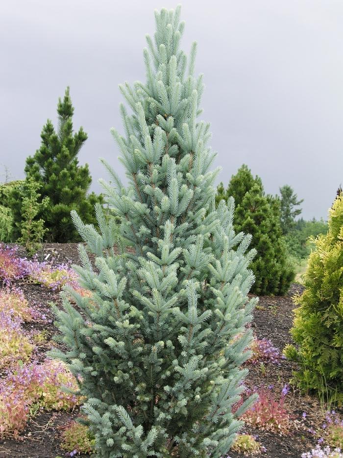 Picea Pungens Fastigiata - View 5 from www redcrocus com