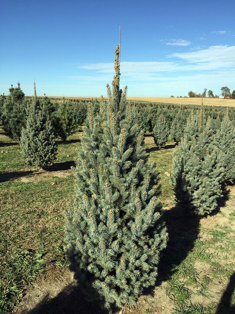 Picea Pungens Fastigiata - View 8 from www redcrocus com