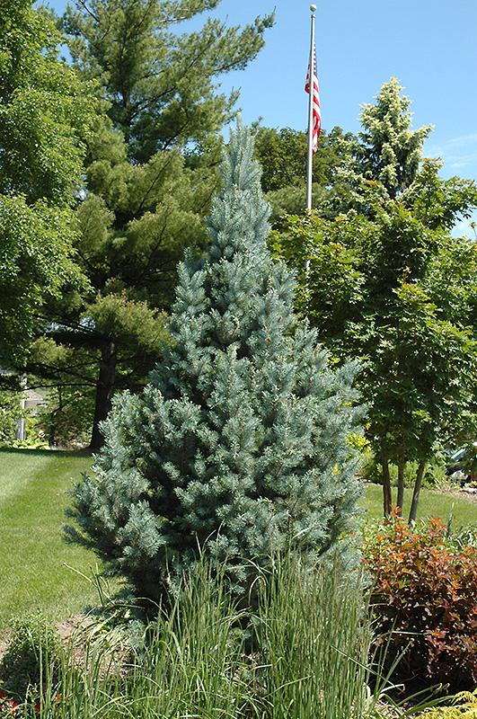 Picea Pungens Fastigiata - View 9 from www redcrocus com