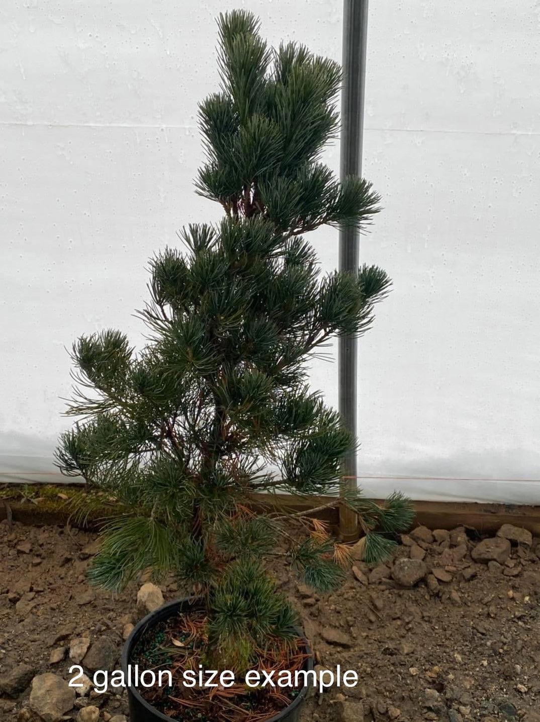 Pinus Parviflora Cleary - View 13 from www redcrocus com