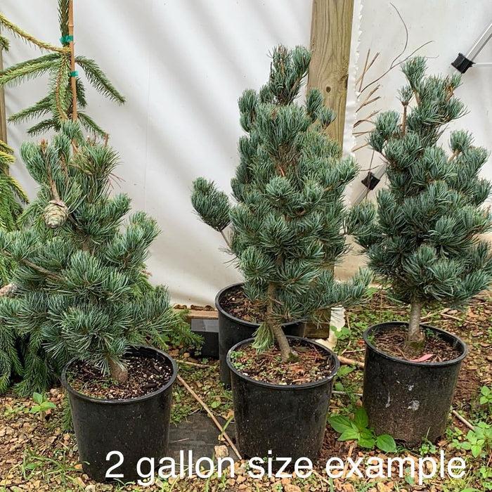 Pinus Parviflora Cleary - View 14 from www redcrocus com