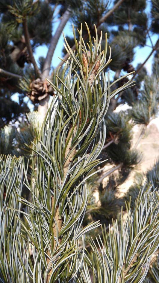 Pinus Parviflora Cleary - View 16 from www redcrocus com