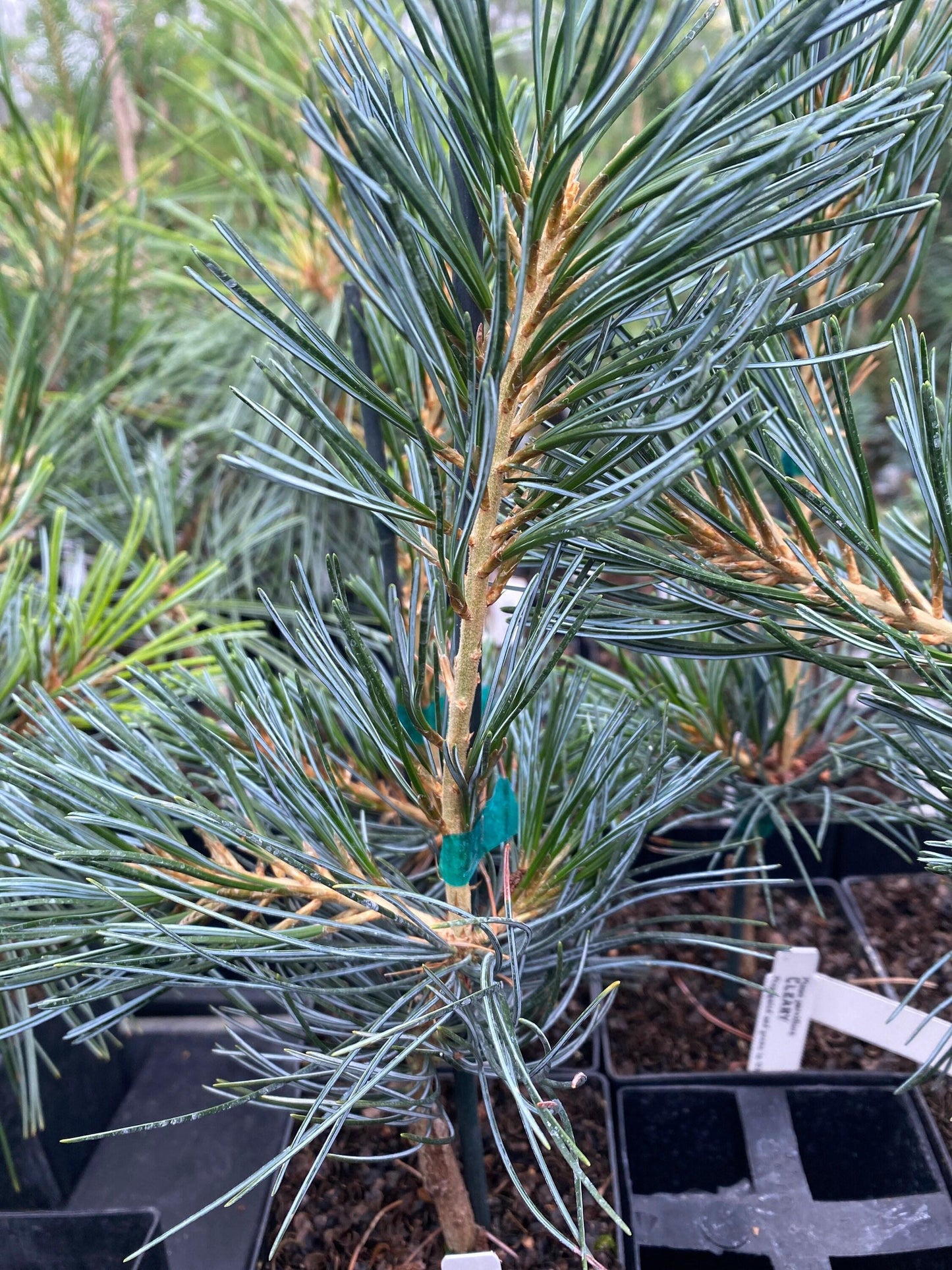 Pinus Parviflora Cleary - View 17 from www redcrocus com