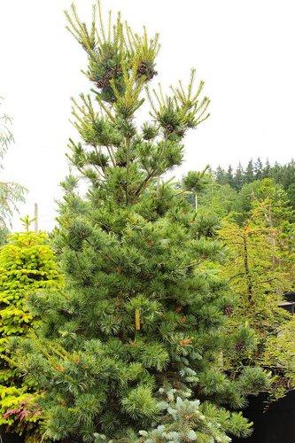 Pinus Parviflora Cleary - View 18 from www redcrocus com