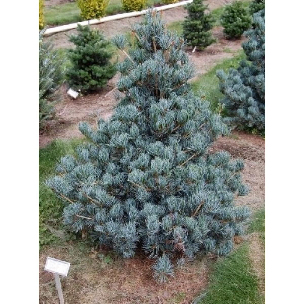 Pinus Parviflora Cleary - View 1 from www redcrocus com