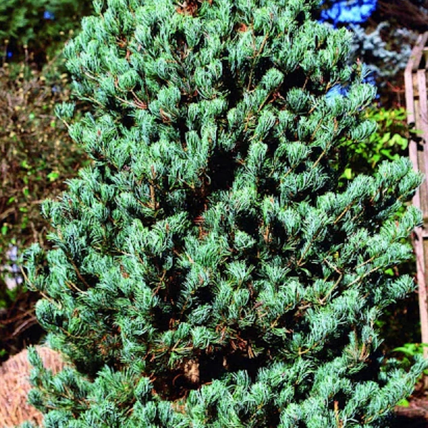 Pinus Parviflora Cleary - View 2 from www redcrocus com