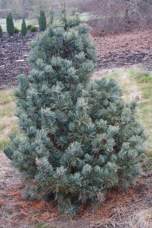 Pinus Parviflora Cleary - View 3 from www redcrocus com