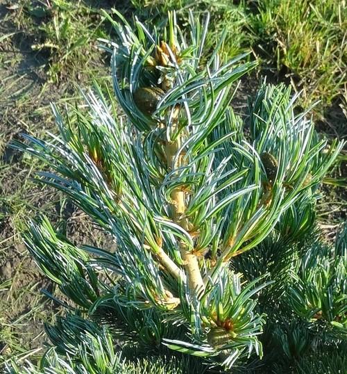 Pinus Parviflora Cleary - View 4 from www redcrocus com