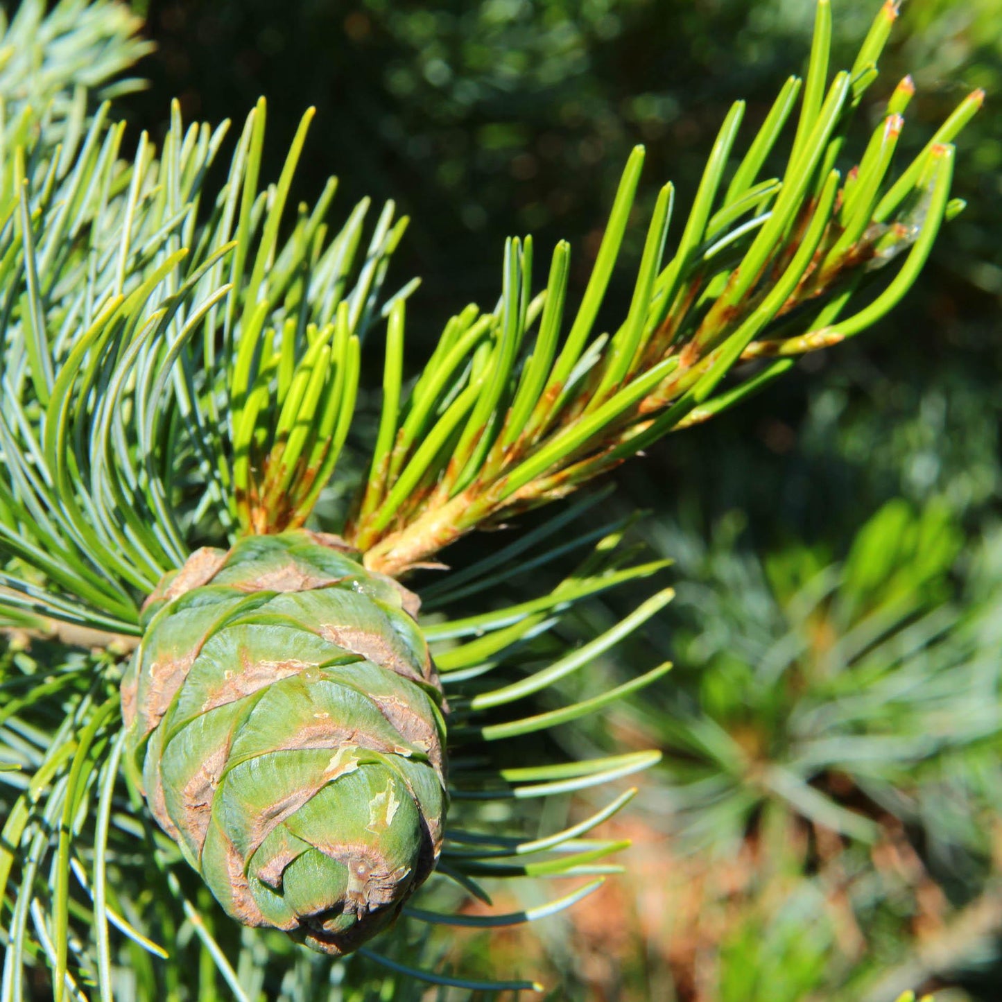 Pinus Parviflora Cleary - View 5 from www redcrocus com