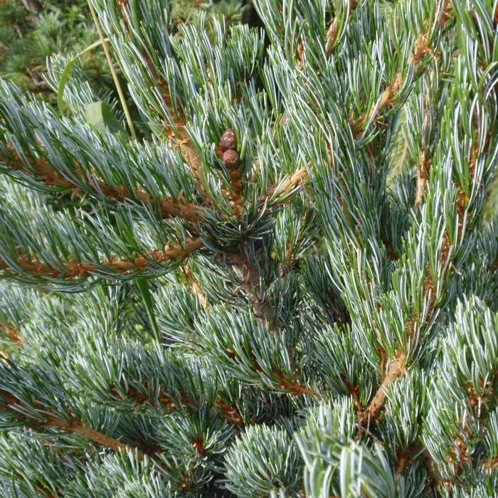 Pinus Parviflora Cleary - View 6 from www redcrocus com