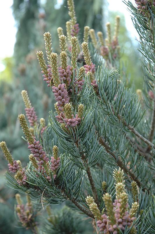 Pinus Parviflora Cleary - View 8 from www redcrocus com