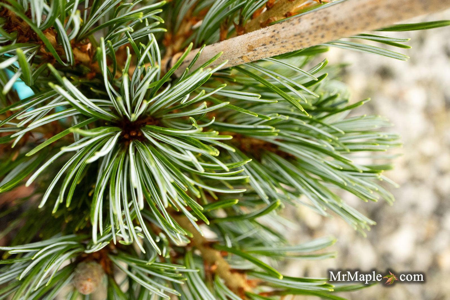 Pinus Parviflora Cleary - View 9 from www redcrocus com