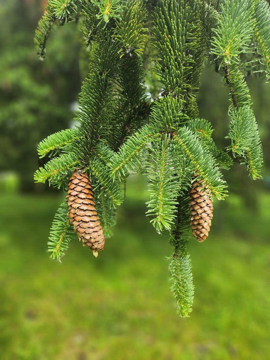 Picea Abies - View 10 from www redcrocus com