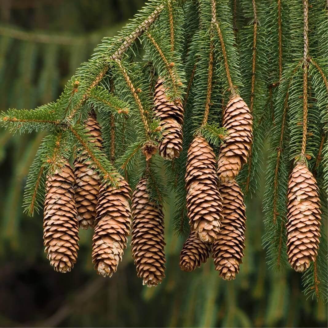 Picea Abies - View 11 from www redcrocus com
