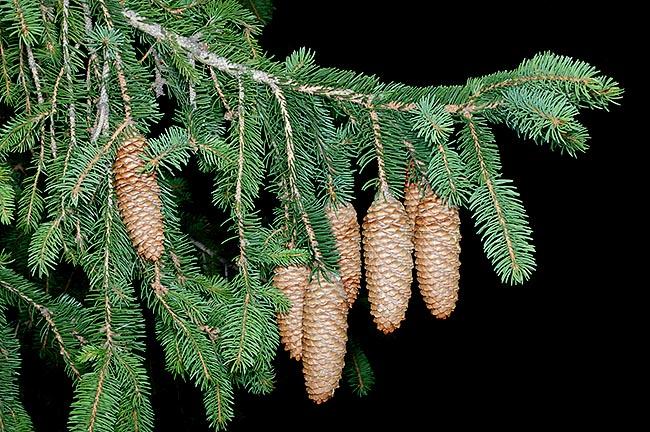 Picea Abies - View 15 from www redcrocus com