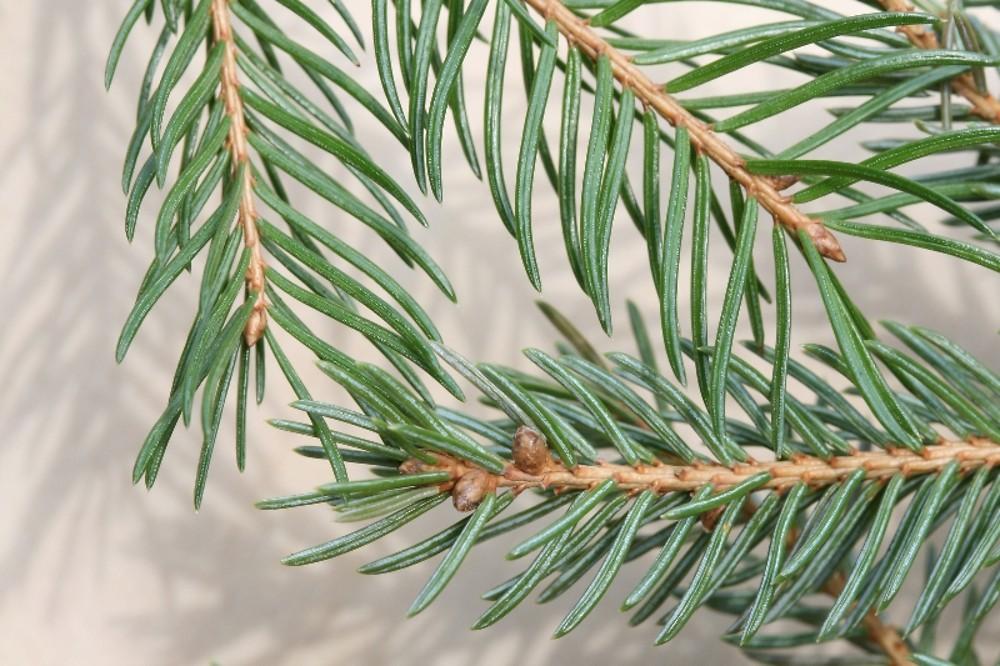 Picea Abies - View 16 from www redcrocus com