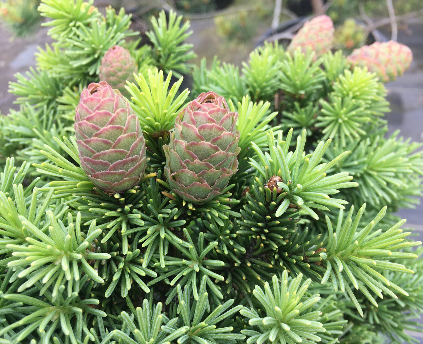 Picea Abies - View 18 from www redcrocus com