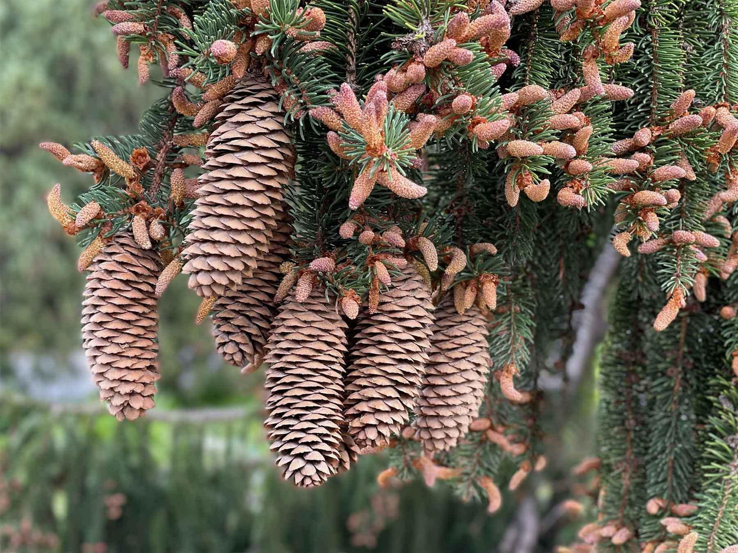 Picea Abies - View 19 from www redcrocus com