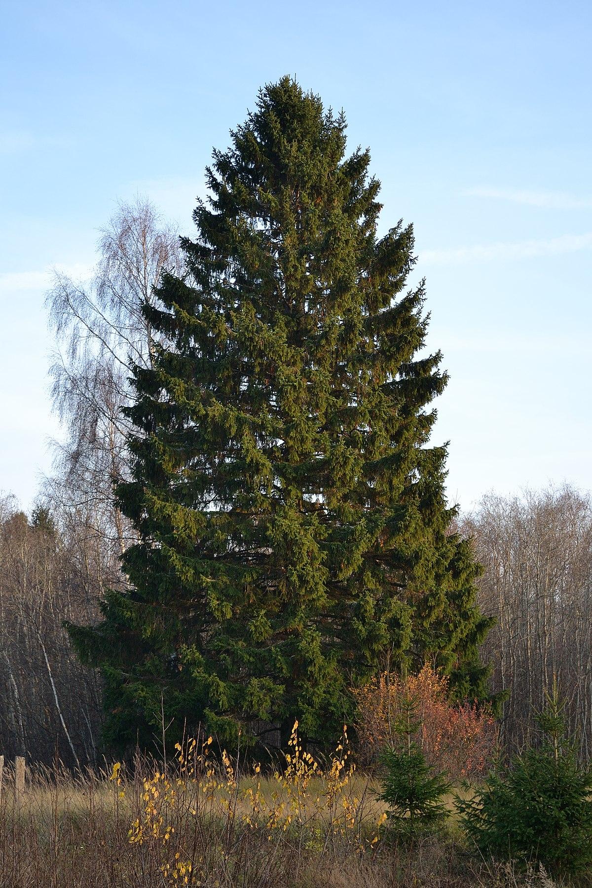 Picea Abies - View 2 from www redcrocus com