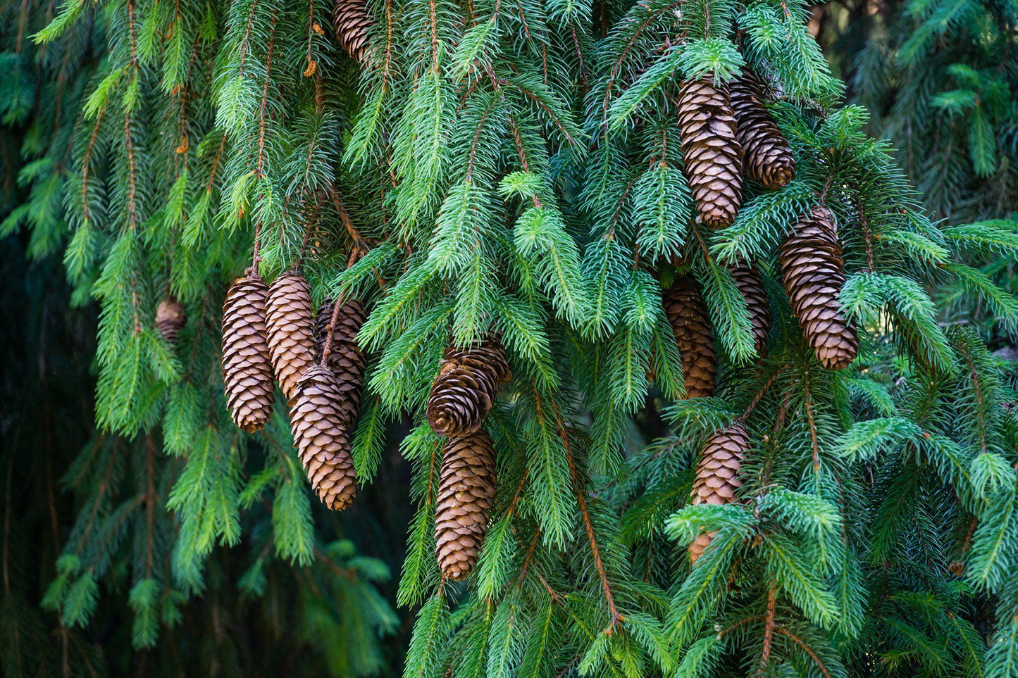 Picea Abies - View 3 from www redcrocus com