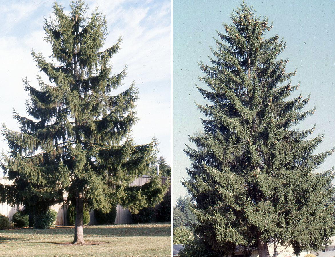 Picea Abies - View 5 from www redcrocus com