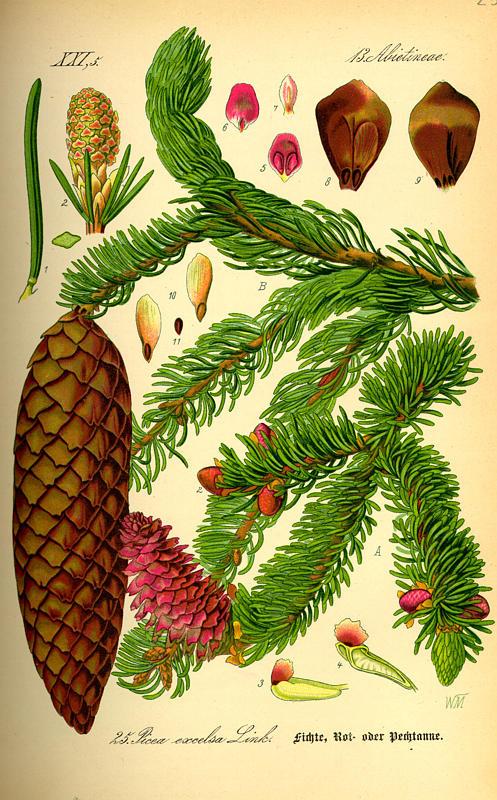 Picea Abies - View 6 from www redcrocus com