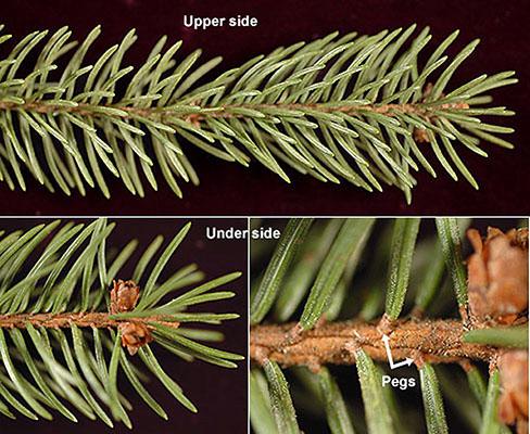 Picea Abies - View 8 from www redcrocus com