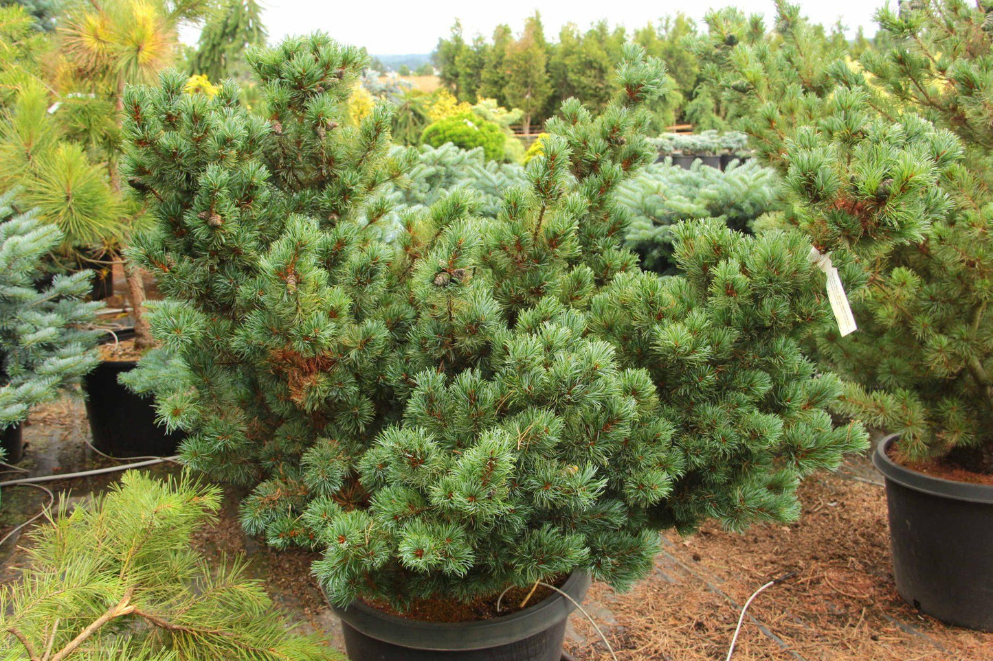 Pinus Parviflora Blue Wave - View 10 from www redcrocus com