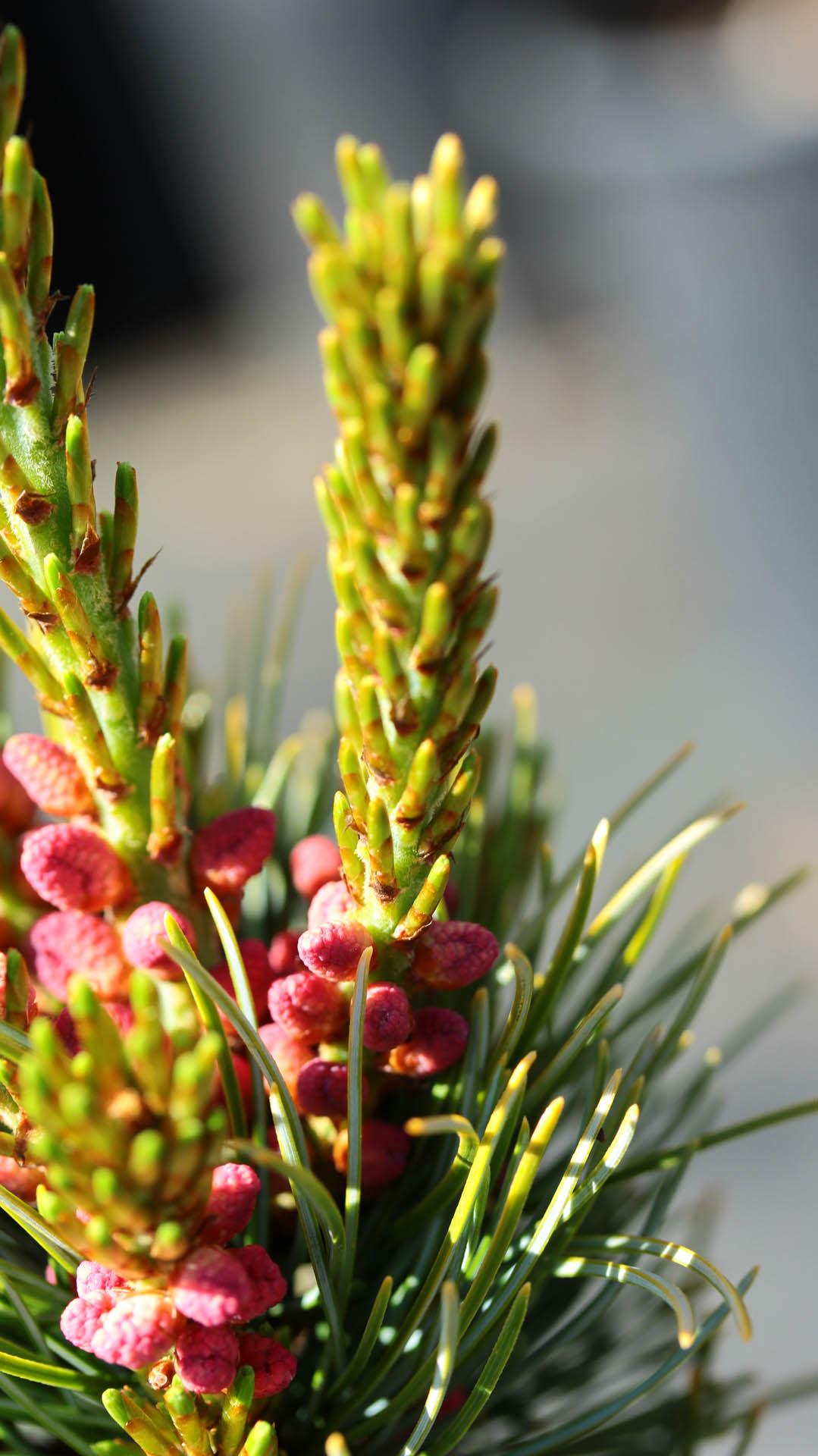 Pinus Parviflora Blue Wave - View 11 from www redcrocus com
